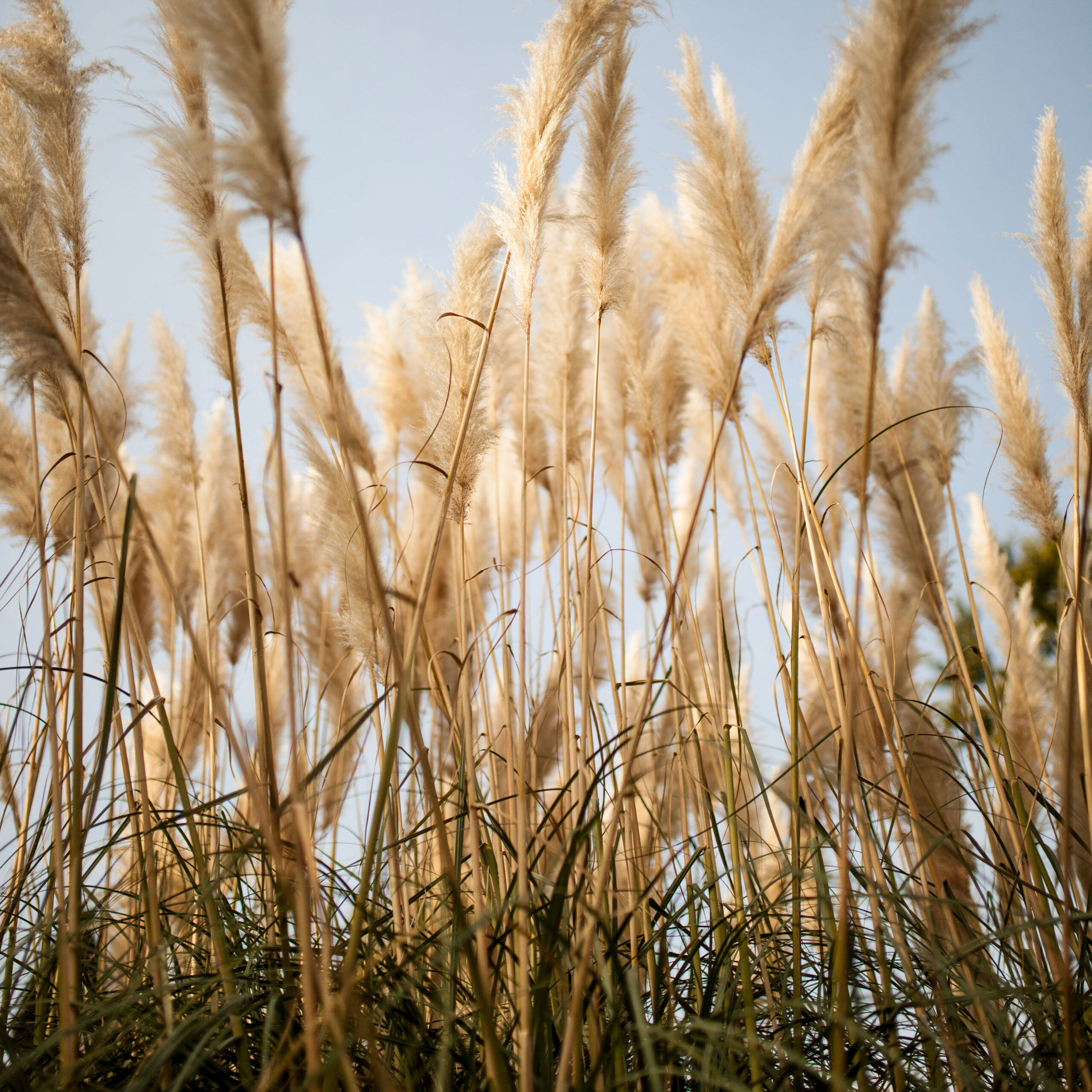 Miscanthus-Investment Miscanthus-Investment