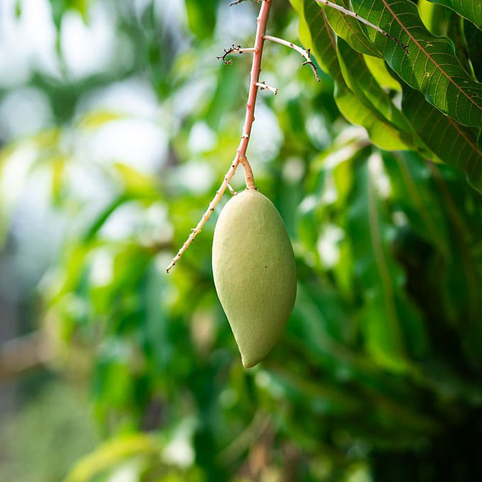 istockphoto-2208233541-1024x1024_cropped Mango-Investement