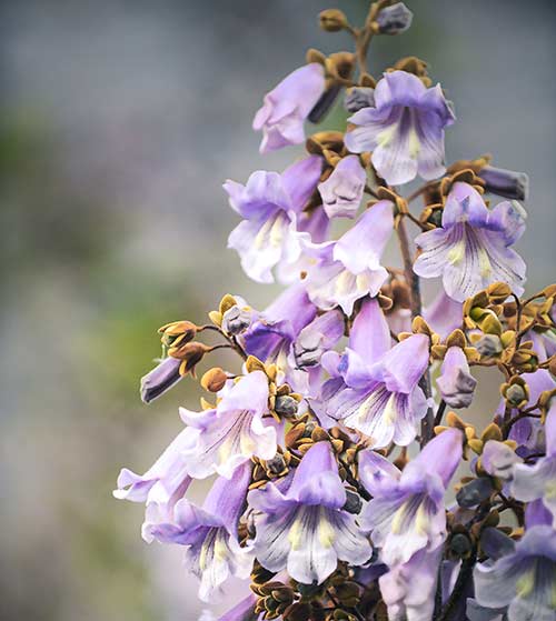 Blüten eines Paulownia-Baums auf Agrarland in Kroatien